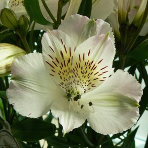 Alstroemeria-cf logo