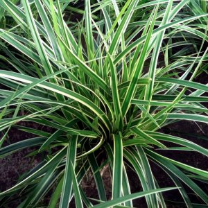 Carex morrowii Ice Dance