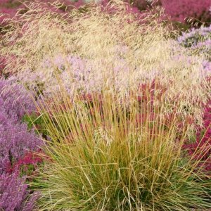 Deschampsia cespitosa