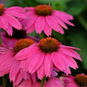 Logo Echinacea