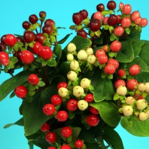 Logo Hypericum Miracle