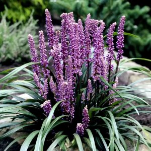 Liriope muscari Royal Purple