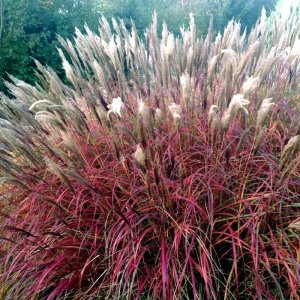 Miscanthus sinensis Red Chief