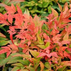 Nandina domestica Gulfstream