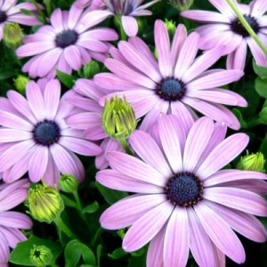 Logo Osteospermum