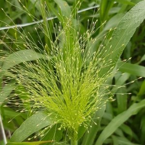 Logo Panicum Fontaine