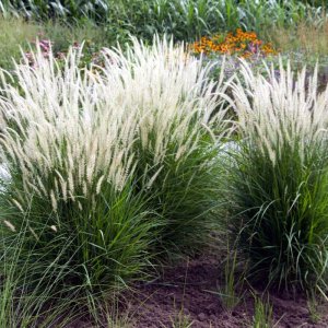 Pennisetum alopecuroides Fairy Tails