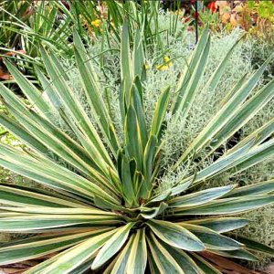 Yucca gloriosa Variegata