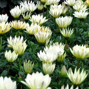 Gazania