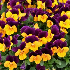 Viola cornuta