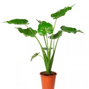 Alocasia cucullata