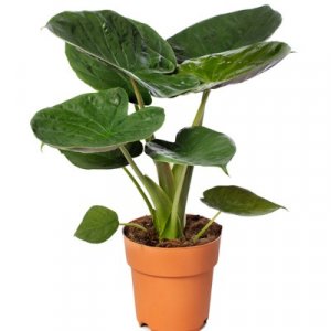 Alocasia wentii