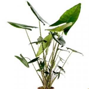 Alocasia zebrina