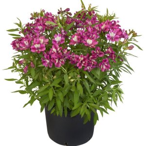 Alstroemeria-Summer-Paradise-Summer-Chic