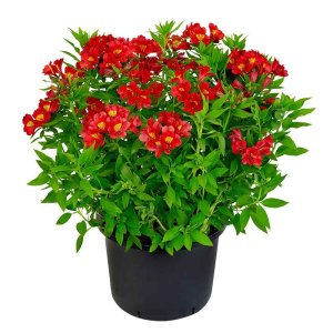 Alstroemeria-Summer-Paradise-Summer-Pepper