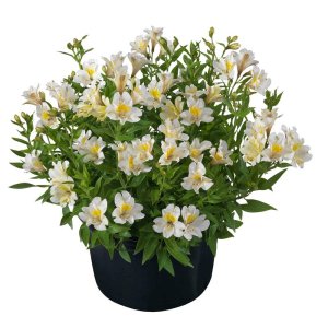 Alstroemeria-Summer-Paradise-Summer-Sky