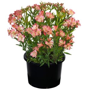 Alstroemeria-Summer-Paradise-Summer-Break