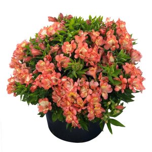 Alstroemeria-Summer-Paradise-Valley-Girl