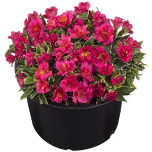 Alstroemeria-Summer-Paradise-Valley-River