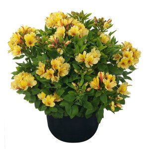 Alstroemeria-Summer-Paradise-Valley-Spring