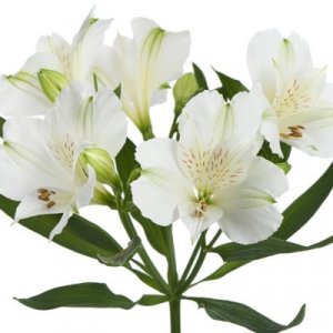 Alstroemeria Mistral