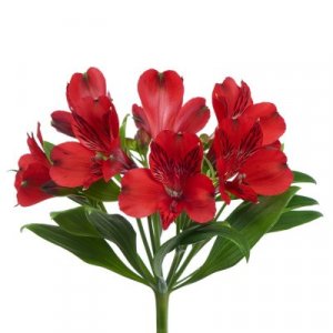 Alstroemeria Nadya