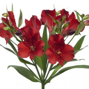 Alstroemeria Natalya