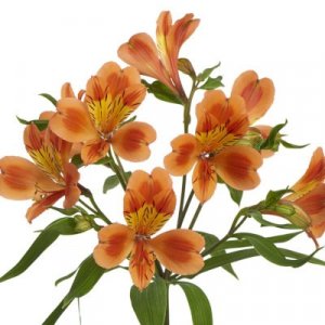 Alstroemeria Orange Queen