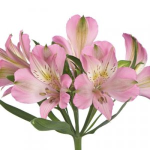 Alstroemeria Posh Pink