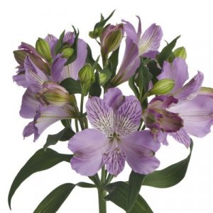 Alstroemeria Purple Earth