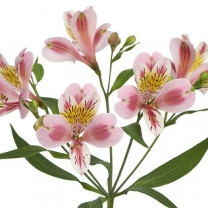 Alstroemeria Rebecca