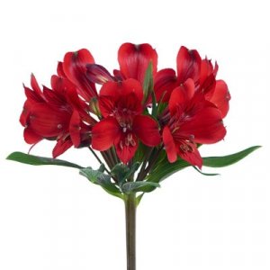 Alstroemeria Red Delight