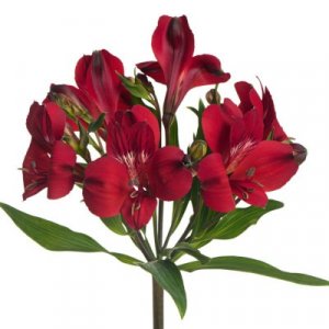 Alstroemeria Red Queen