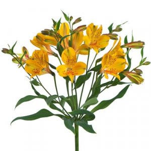 Alstroemeria Senna