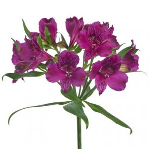 Alstroemeria Amatista