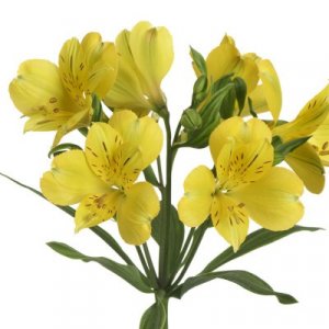 Alstroemeria Simba