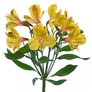 Alstroemeria Solange