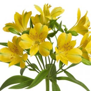 Alstroemeria Sunny Lady