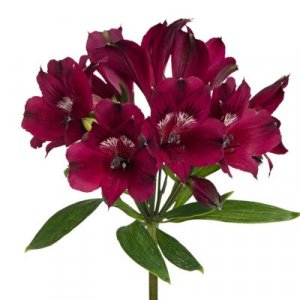 Alstroemeria Velvet Queen