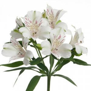 Alstroemeria Virgin Queen