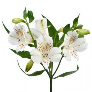 Alstroemeria Whitney