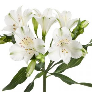 Alstroemeria Winterfell