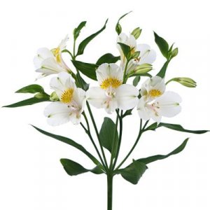 Alstroemeria Avalange