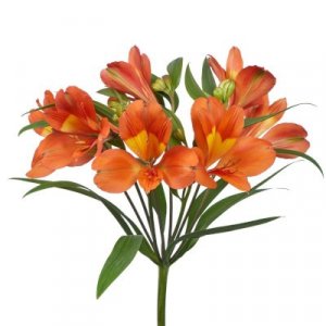 Alstroemeria Dancing Queen