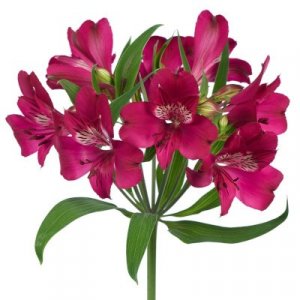 Alstroemeria Helena