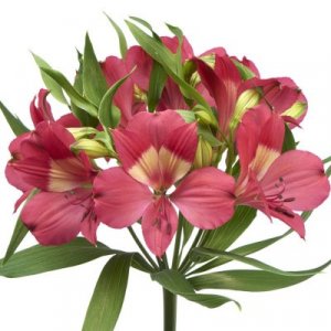 Alstroemeria Intenz Pink