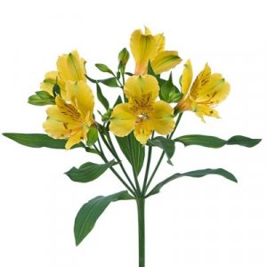 Alstroemeria Lemon