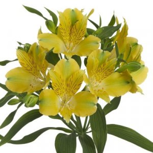 Alstroemeria Limelight