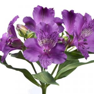 Alstroemeria Aaron