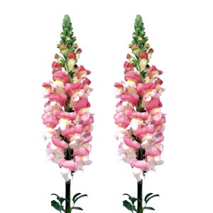 Antirrhinum Admiral Pink Bicolour